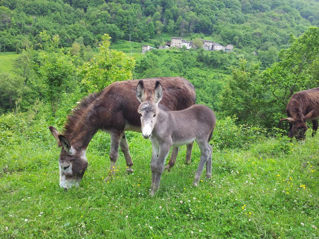 Agriturismo Ca Sonino Bettola  Dış mekan fotoğraf